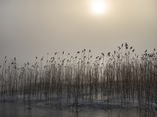 frozen lake and reeds with misty sun