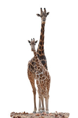 giraffe © J.NATAYO