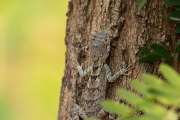 Blue Crested Lizard