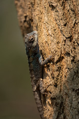 Blue Crested Lizard