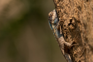 Naklejka na ściany i meble Blue Crested Lizard