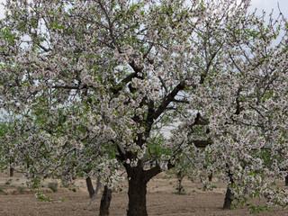 Almendros en flor