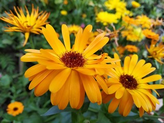 yellow flowers in garden