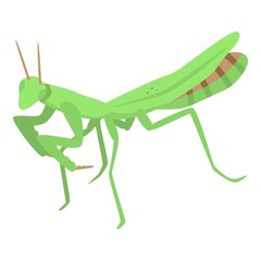 Green mantis icon. Isometric of green mantis vector icon for web design isolated on white background