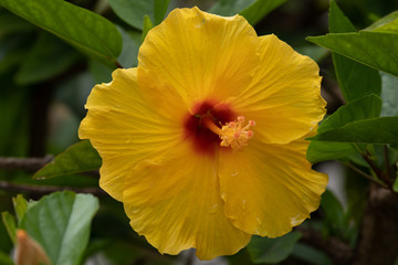 Yellow Flowers of Rosemallow Hibiscus. Tropical Plants Backgrounds. Intense spring colors.