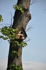 Birdhouse on tree at springtime. Branch of fruit tree with bird house.Bird Care, Environmental Protection