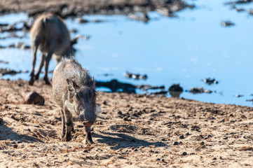 Closeup of a group of Common Warthogs - Phacochoerus africanus- near a waterhole of Etosha. Etosha...
