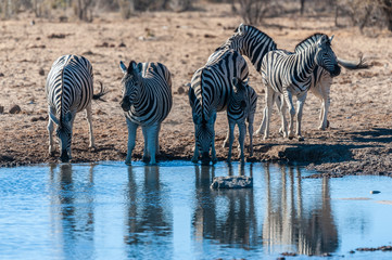 A group of Burchell's Plains zebra -Equus quagga burchelli- standing close a waterhole on the plains of Etosha National Park, Namibia.