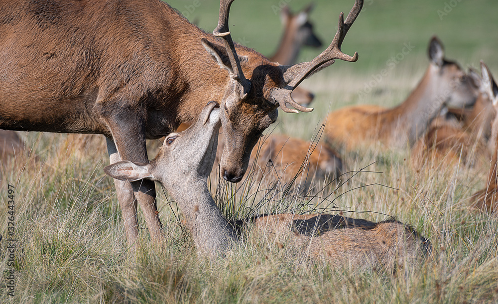Poster a red deer stag leans over one of the does which is lying on the ground and looking up as if kissing