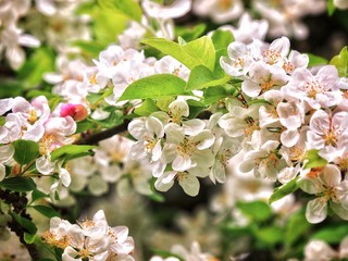 Crab Apple Blossom