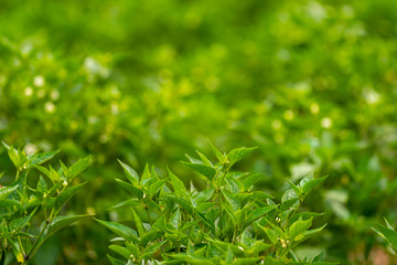 Lotus flower concept, pink lotus and leaf in pond, beautiful nature on morning, water lily flowers blossom   reflect on water of pond, green leaf plants botany, light sunny on refresh