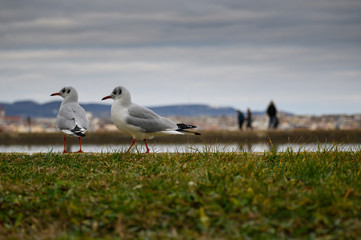 Game of the seagulls in the park above the water