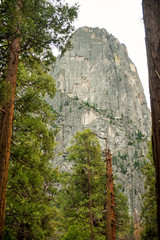 Vertical picture of huge dome and high sequoia trees in Yosemite national park, California, USA in cloudy day. Mountains in Yosemite travel tourism hiking destination in CA.