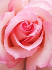 Fototapeta premium Nice pink flower of rose on background