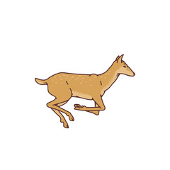 Wild deer female jumped vector outline sketch illustration isolated on white background.