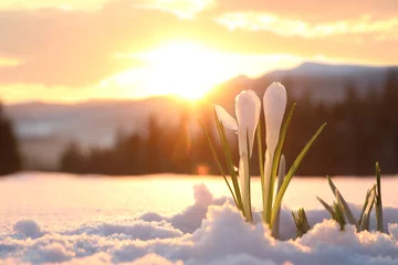 Fotobehang Beautiful crocuses growing through snow, space for text. First spring flowers © New Africa