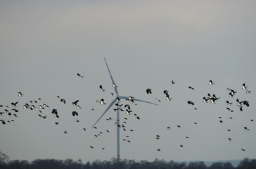 Vogelschwarm,flock Of birds,Kiebitz,lapwing,Windrad,Vogelschlag