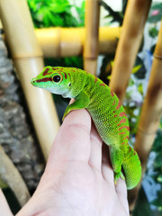 Madagascar phelsuma on a hand