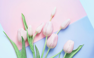 Fototapeta premium Pink tulip pastel flat lay background.