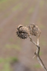 Stechapfel im Winter