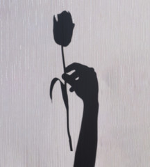 Shadow of a hand holding a tulip flower on a light background