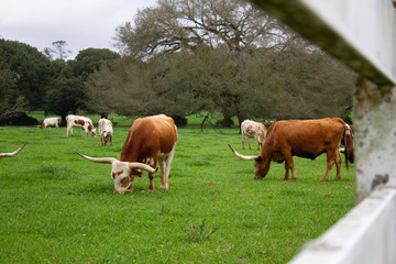 longhorns