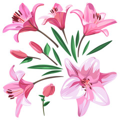 Set of pink flowers - Lily isolated on white background.