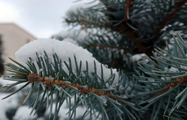 White snow on blue spruce closeup
