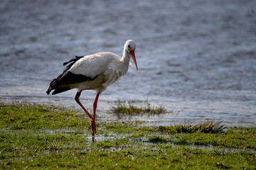 Storch am Wasser in der Nahaufnahme bei herrlichem Licht 