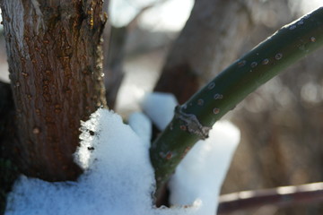 melting snow