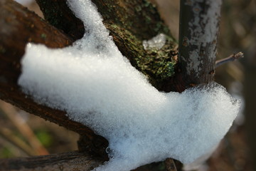  branches in the snow  close-up