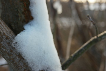 white snow on a plant