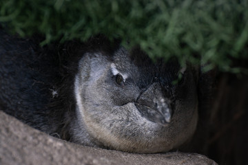 Young chicken of jackass penguin