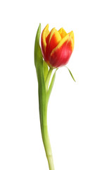 Beautiful tender spring tulip isolated on white