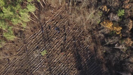 People plant a forest, big group, sunny day. Aerial footage, top view 