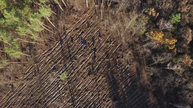 People plant a forest, big group, sunny day. Aerial footage, top view 