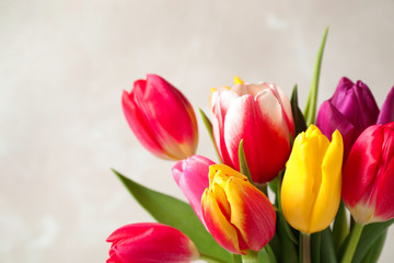 Beautiful spring tulips on light background, closeup