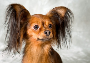 Russian toy terrier