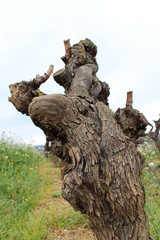 pied de vigne