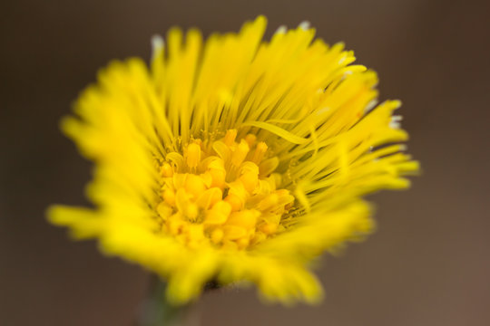 Coltsfoot (Tussilago farfara) a plant in the groundsel tribe in daisy family Asteraceae, medicinal plant for cough, found in colonies of dozens of plants in early spring. 