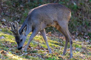 The roe deer on the forest edge