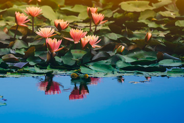Lotus flower concept, pink lotus and leaf in pond, beautiful nature on morning, water lily flowers blossom   reflect on water of pond, green leaf plants botany, light sunny on refresh