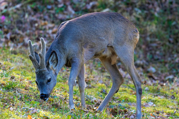 The roe deer on the forest edge