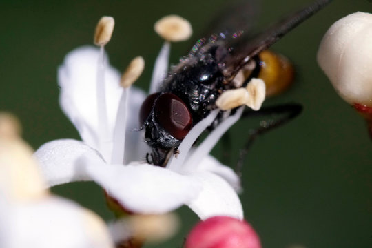 Horse Fly - Tabanus Bovinus - With Dark Red Eyes On A Flower