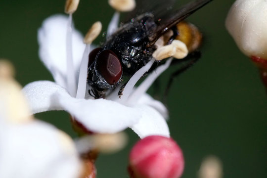 Horse fly - Tabanus bovinus - with dark red eyes on a flower