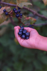 ripe blackcurrant berries in a child's hand on a blurred background of a bush