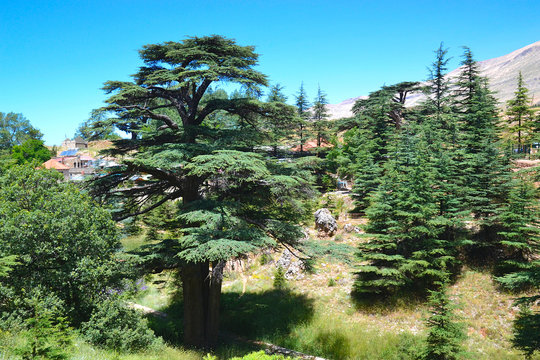 Lebanese cedar. Cedar of God, located in Bsharri, is one of the last remnants of the vast forests of Lebanon cedar that once prospered across Mount Lebanon. Cedar is a symbol of Lebanon.