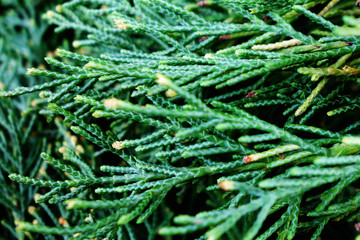 closeup of pine