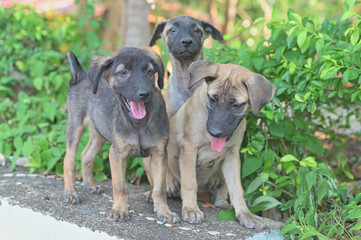 Portrait of Cute puppy and playful.