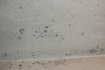 Stachybotrys chartarum Black Ceiling Mold caused from water damage and overly water damped rooms.